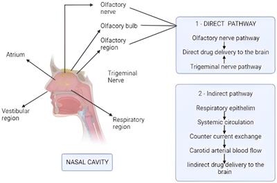 Recent developments in intranasal drug delivery of nanomedicines for the treatment of neuropsychiatric disorders